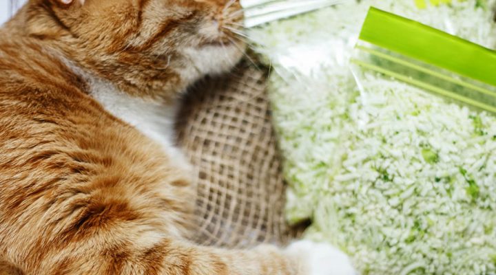 Ryż z kalafiora – szybko, tanio i fit!