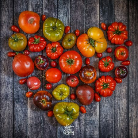 Pomidorowe oczko, czyli 21 odmian pomidorów które uprawiałam tym roku