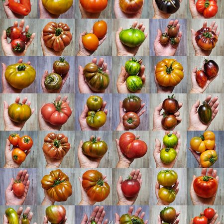43 odmiany pomidorów które uprawiałam w tym roku – cz. I