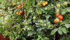 Pomidory w całości na zimę – w zalewie słodko-kwaśnej z ziołami